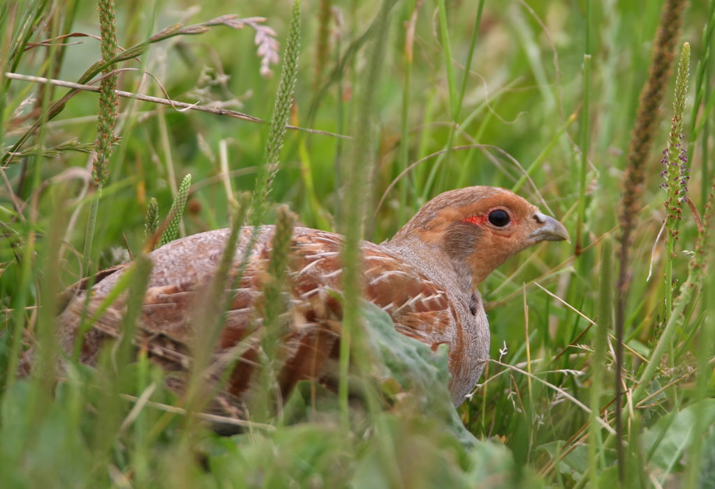 6 CONSEILS POUR PRÉPARER L'OUVERTURE DE LA CHASSE DU PETIT GIBIER