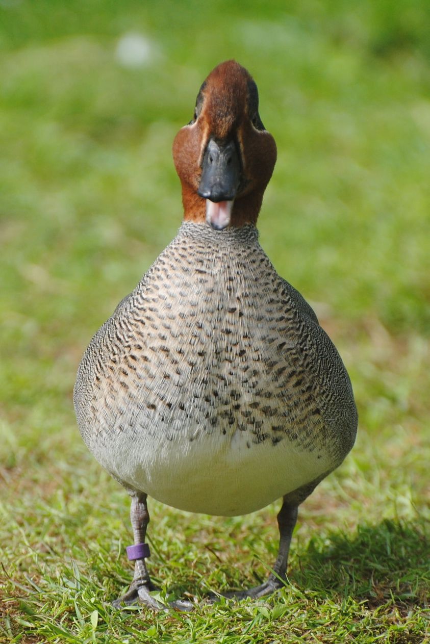 canard - FEDERATION DEPARTEMENTALE DES CHASSEURS DU NORD (59)