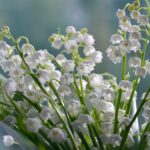 muguet bouquet