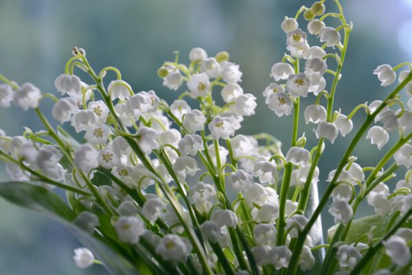 muguet bouquet