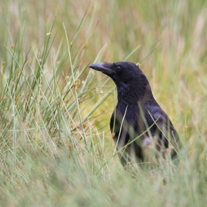 régulation des corvidés